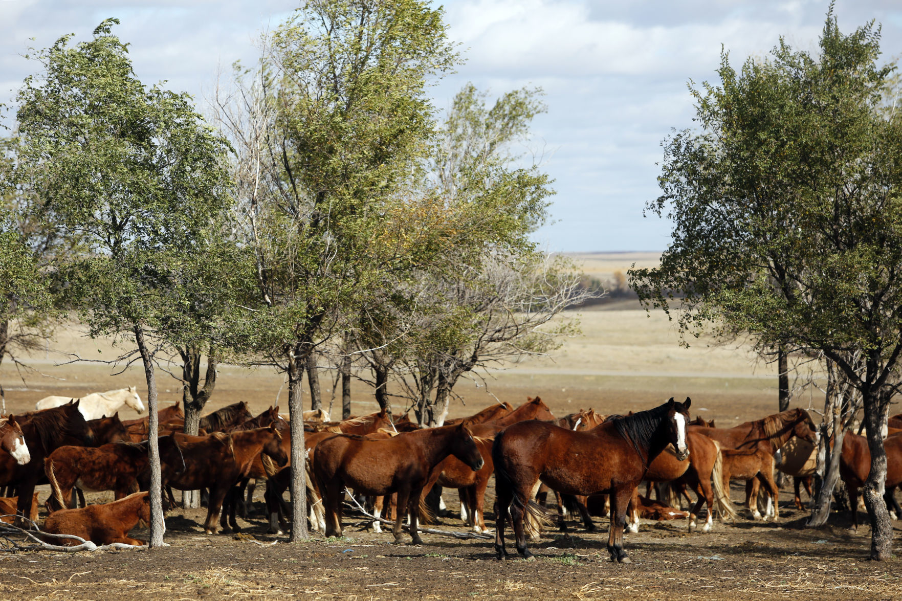 102316-nws-horses001.JPG